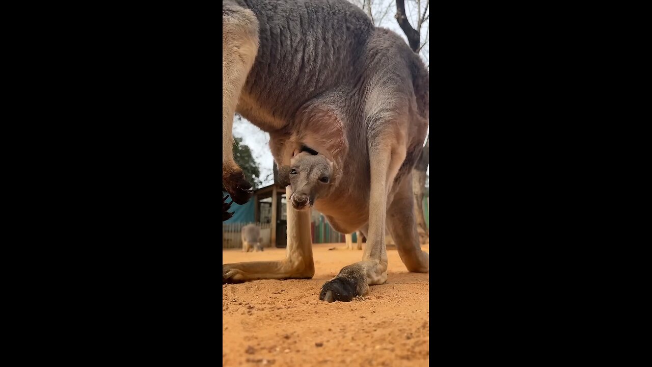 Kangaroo video