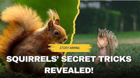 Squirrel’s Secret Life in the Wild