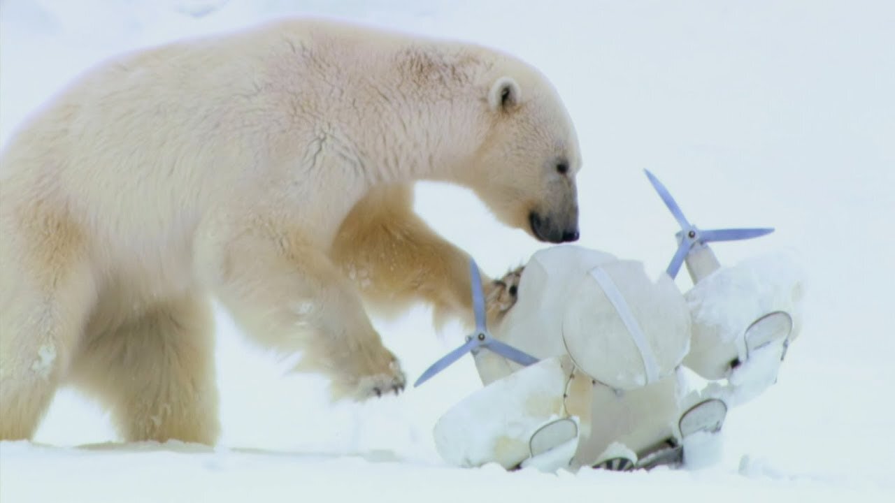 Polar Bears Play Football with a Spy Cam