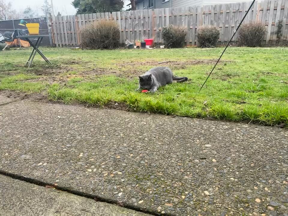 Twoey’s Play Time