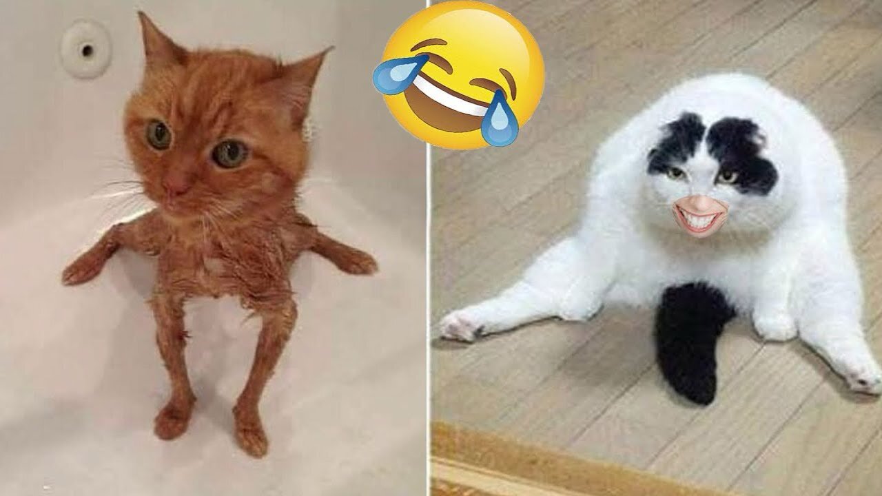 Funniest Animal Moments of 2025 – Try Not to Laugh! 😂🐶🐱