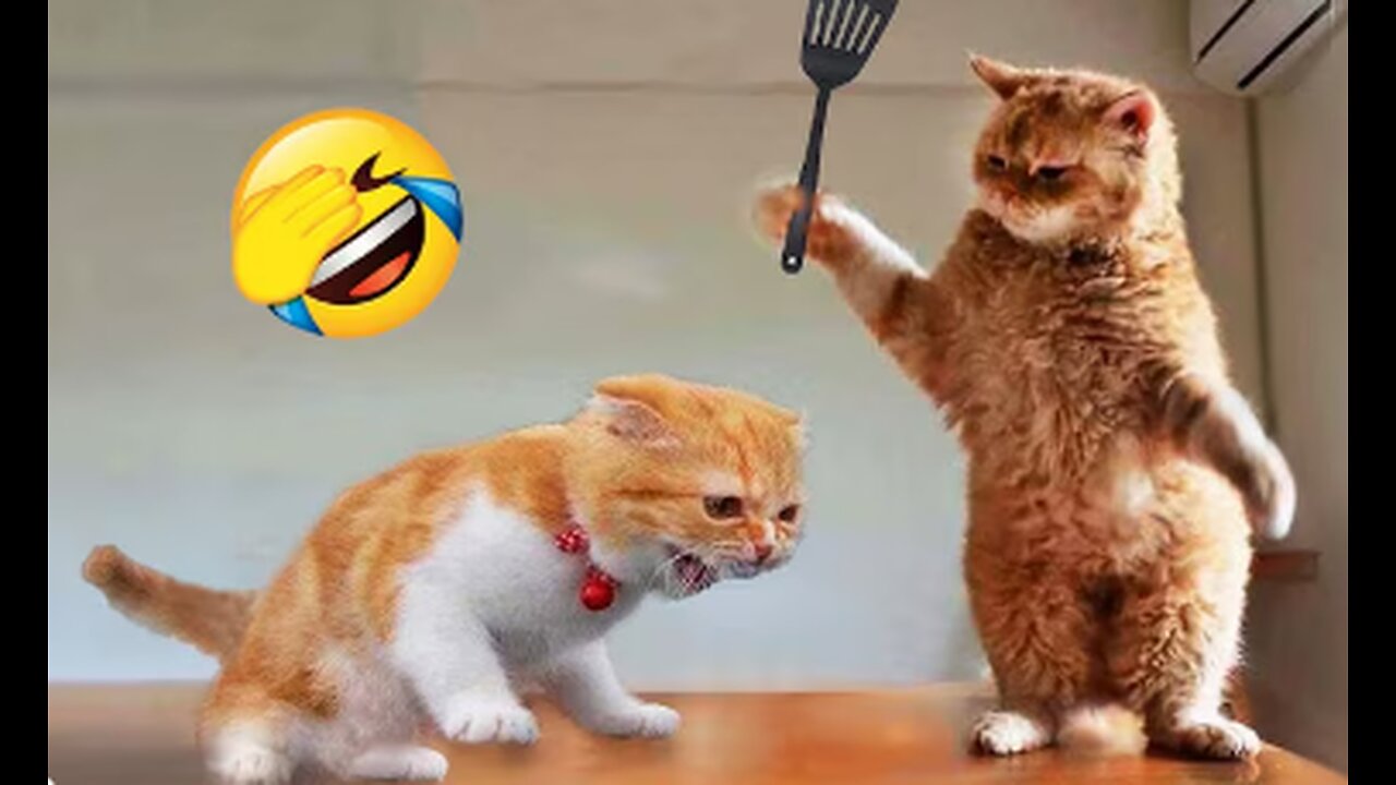 CAT WAR