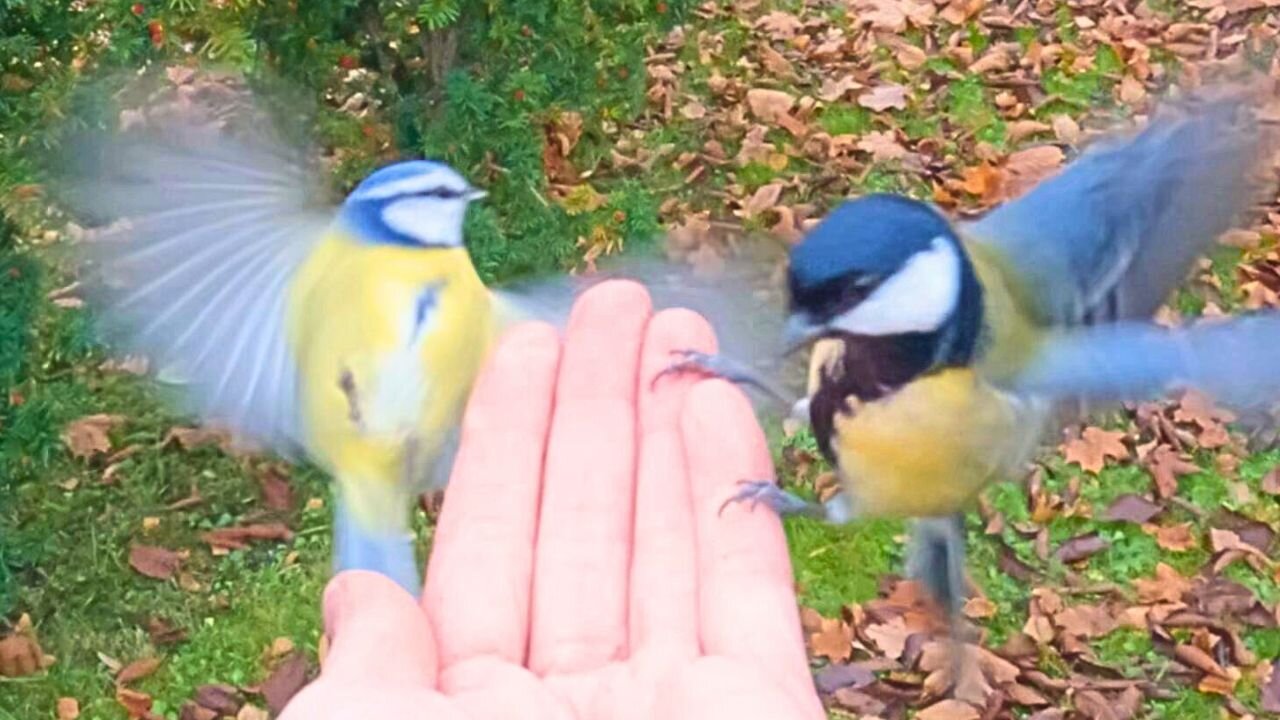 Tit Birds, Aerial Acrobats, Reporting for Feeding. Great Tits and Blue Tits