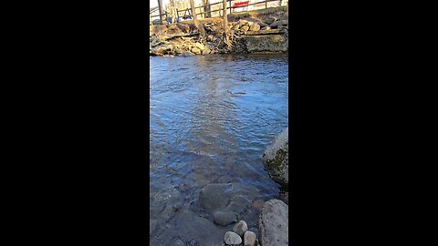 Rainbow Trout fishing