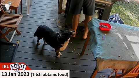 13 Jan 2023 - Titch the Borgi Obtains Food