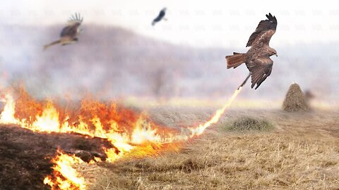 Why Does the Black Kite Set Forests on Fire?