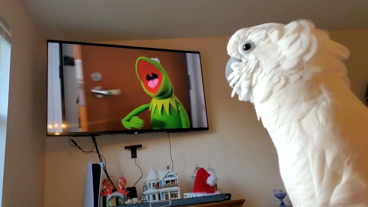 Onni Cockatoo and the Muppet Chickens