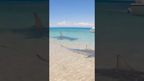 GIANT SHARK Attacks Small Shark! 😱😱😱