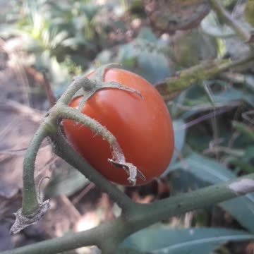 Autumn tomato