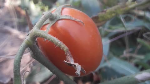 Autumn tomato