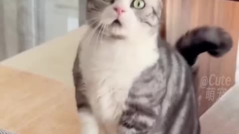 Funny cat