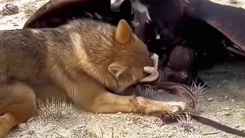 A dog getting caught by an eagle.