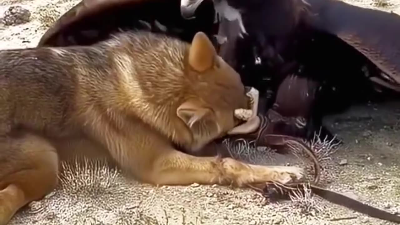 A dog getting caught by an eagle.