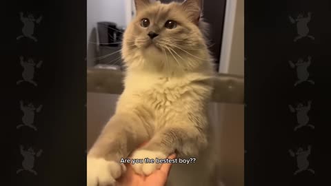 These Cats Speak English Better Than Hooman!