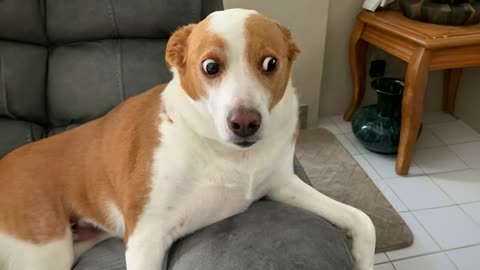 The funniest Animal videos//😃😁😁