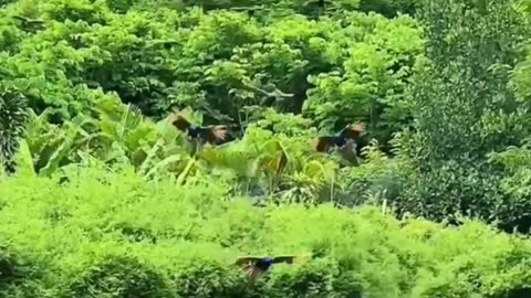 New animation and cartoon Pharma