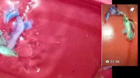 Betta Fish