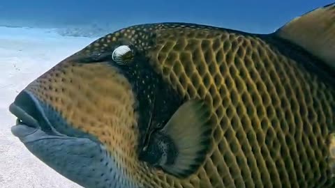 Fish Makes a Toothy Grin for the Camera