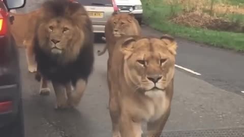 The Most Terrifying Lion Encounter || #lion #wildlife #viralshorts #trendingshorts #shorts