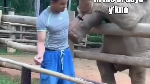 Elephant vs Man