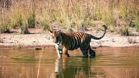 WILD SIBERIA - Mysteries of the Largest Predators | Nature Documentary