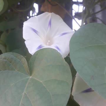 Morning glory hides behind the leaves