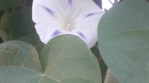 Morning glory hides behind the leaves