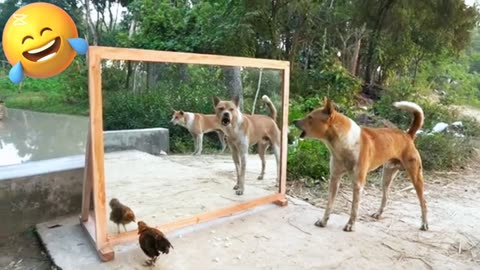 Angry dogs vs mirror reaction _ Funny dogs fighting mirror 🐕🐕Amazing mirror reactions on dog