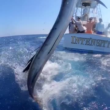 Marlin Fight