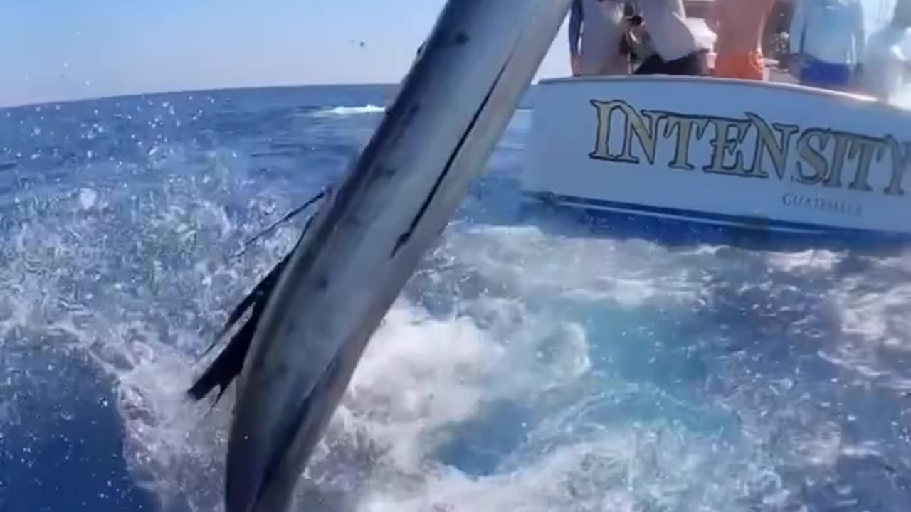 Marlin Fight