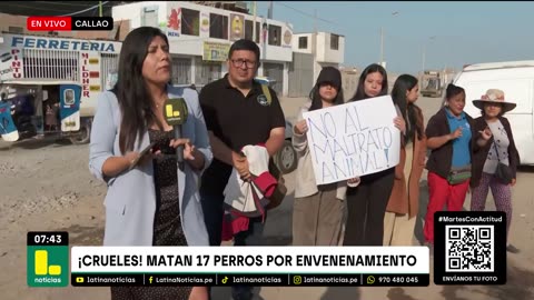 Segundo envenenamiento masivo en un solo mes: Perros aparecen sin vida en calles del Callao