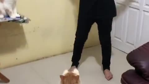 Funny Cat Video 59 - Dance With my Cat