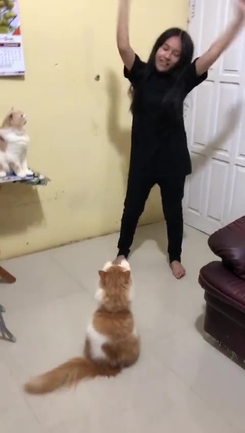 Funny Cat Video 59 - Dance With my Cat
