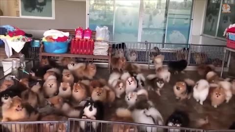 Funny animals - Funny cats / dogs - part 12