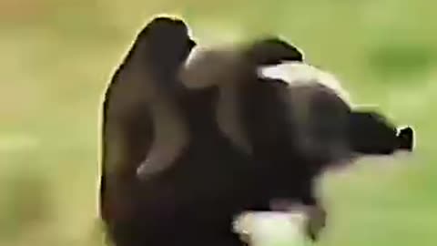 Comedy funny video animals