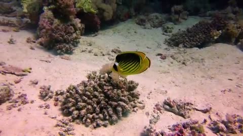 The Red Sea - Idyll Of The Orient Beautiful Documentary 😍 🌊