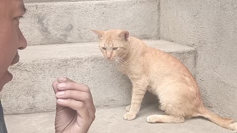 Cat Converses With Meowing Man