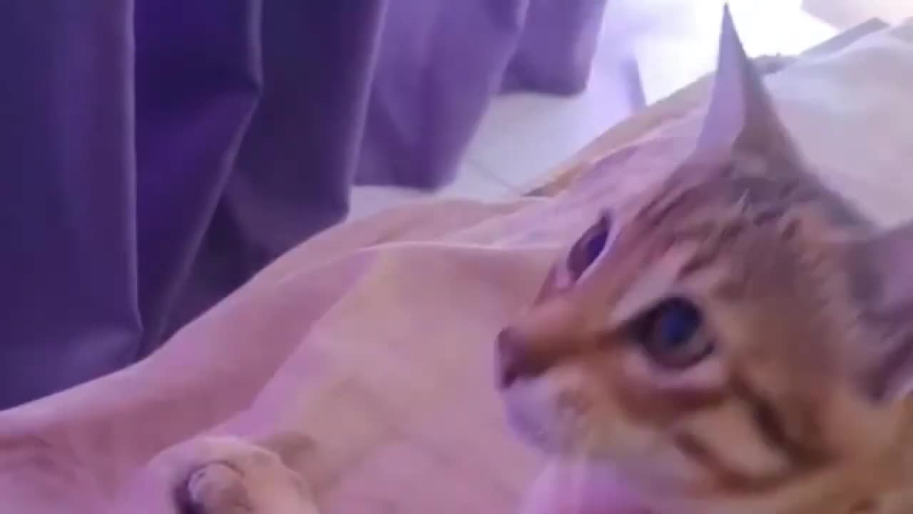 Funny videos