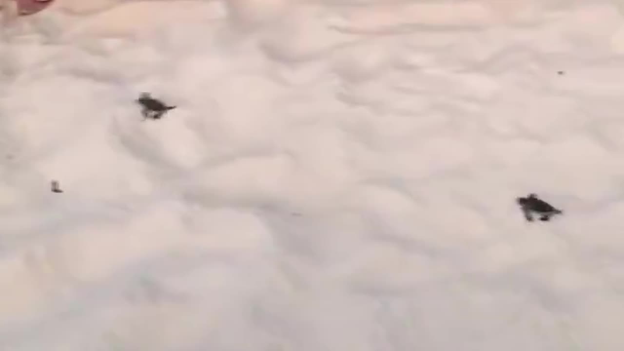 Sea turtles hatched, many little turtles crawled towards the sea