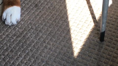 Dog vs stink bug