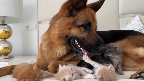 DOG and KITTENS Become BEST FRIENDS in Heartwarming Reunion