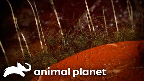 Teenage Tornado Survivor Left With Infectious Wounds | Monsters Inside Me | Animal Planet