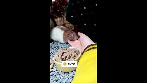 Helpless 🥺 rat in pain #pets #petslove #animalslove #rumble