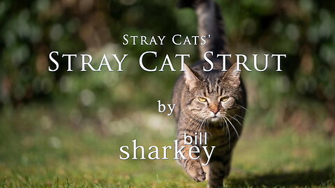 Stray Cat Strut - Stray Cats (cover-live by Bill Sharkey)