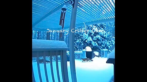 Our Surprising January Critter Cams along with the Usual Critters