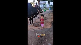 😍இதான் 🩷தமிழர்களின் வளர்ப்பு வீர தமிழச்சி _ #jallikattu #shortsfeed #vairalvideo