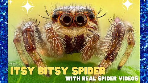 Preschool Songs! Itsy Bitsy Spider Circle Time for School Kids