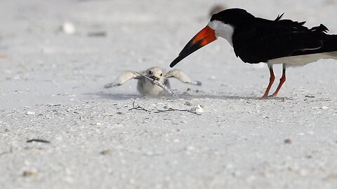 Chick Eating a Needlefish