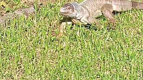 Spot The Iguana! Perfect Camouflage