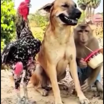 funny funny videos funny names funny animalsfunny funny videos funny names funny animals